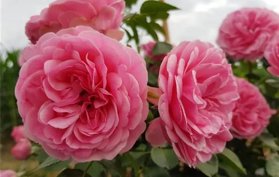 Leonardo da Vinci ®