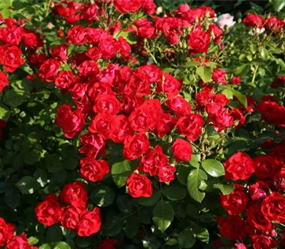 Black Forest Rose ® Black Forest Rose ®