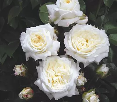 Alabaster ® Alabaster ®