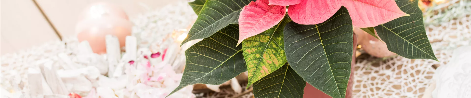 Euphorbia pulcherrima