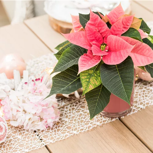 Offrez des plantes impressionnantes pour Noël