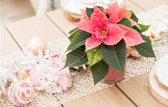 Beeindruckende Pflanzen zu Weihnachten verschenken