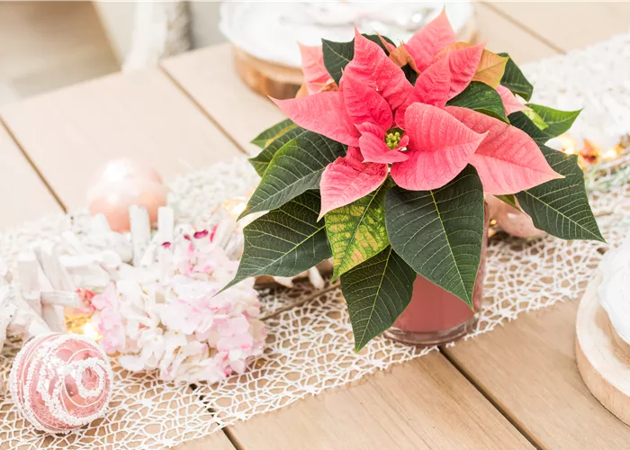 Beeindruckende Pflanzen zu Weihnachten verschenken