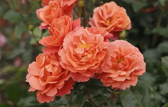 Theodor Fontane Rose ®