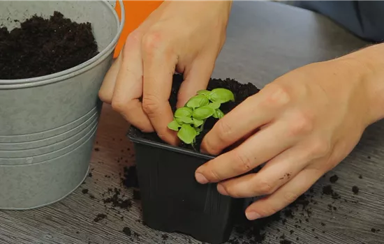 Basilic - Rempoter la jeune plante