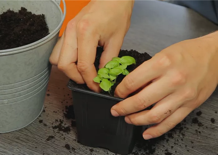 Basilic - Rempoter la jeune plante
