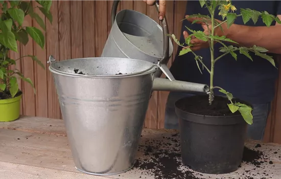 Tomates - Plantation en pot