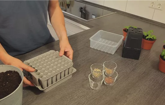 Tomates - Semer les graines