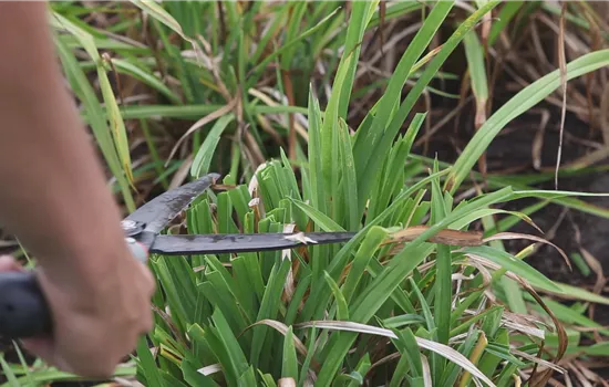 Lis du jour - Coupe à l'automne