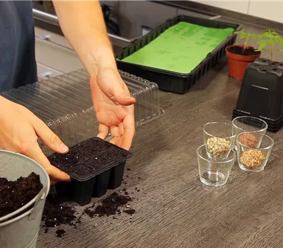 Basilikum - Aussäen von Samen