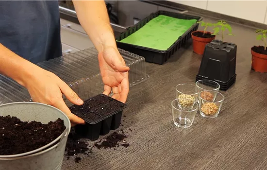 Basilikum - Aussäen von Samen