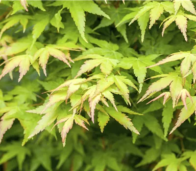 Acer palmatum 'Bi-Hoo' Acer palmatum 'Bi-Hoo'