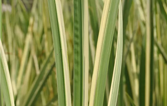 Acorus calamus 'Variegatus'