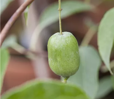 Actinidia arguta 'Issai' Actinidia arguta 'Issai'