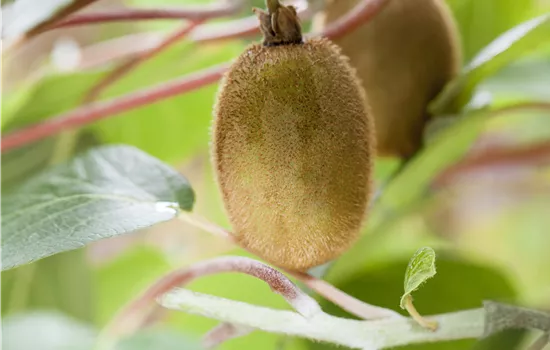 Actinidia deliciosa 'Hayward'