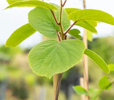 Actinidia deliciosa 'Matua' Actinidia deliciosa 'Matua'