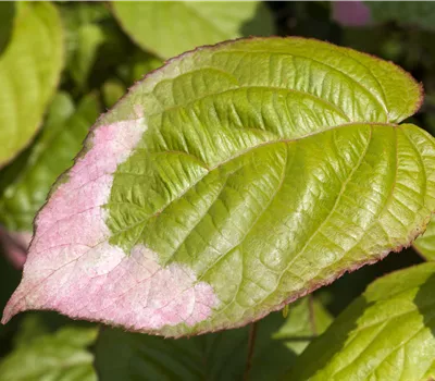 Actinidia kolomikta Actinidia kolomikta