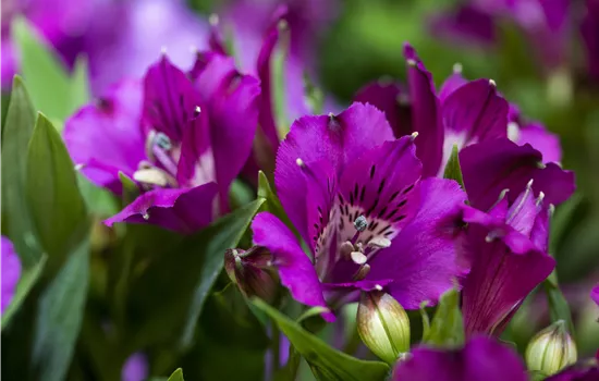 Alstroemeria hybrid 'Inticancha Indigo'