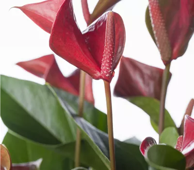 Anthurium andreanum Anthurium andreanum
