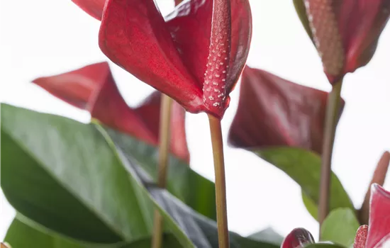 Anthurium andreanum