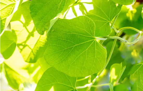 Aristolochia macrophylla 