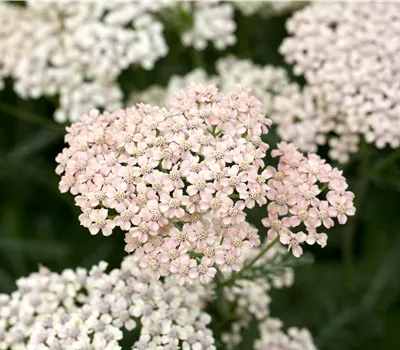 Achillea millefolium 'Lachsschönheit' Achillea millefolium 'Lachsschönheit'