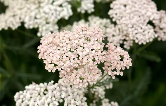 Achillea millefolium 'Lachsschönheit'