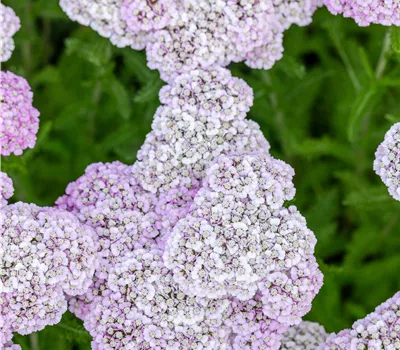 Achillea millefolium 'Appleblossom' Achillea millefolium 'Appleblossom'