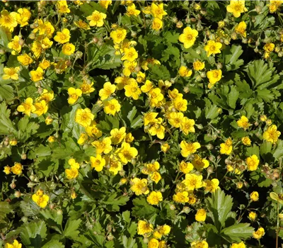 Waldsteinia ternata Waldsteinia ternata