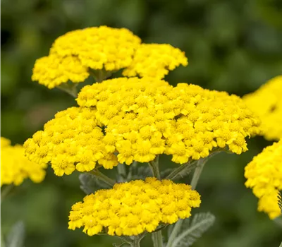 Achillea millef. 'Little Moonshine' Achillea millef. 'Little Moonshine'