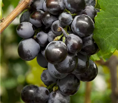 Vitis 'Early Campbell' Vitis 'Early Campbell'
