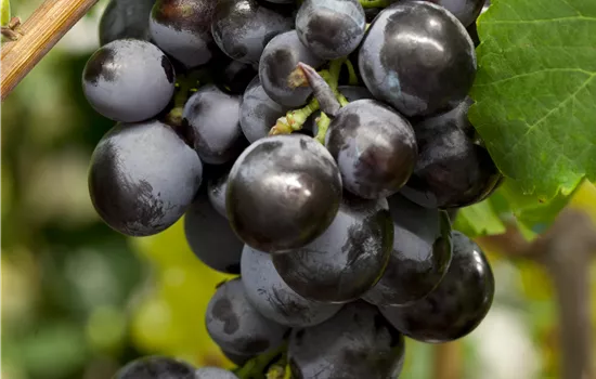 Vitis 'Early Campbell' 