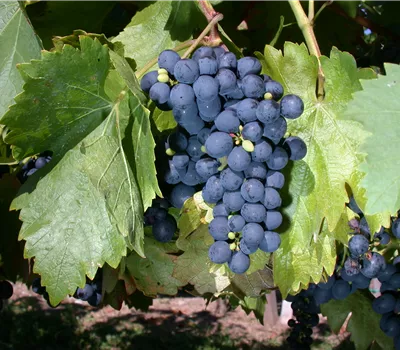 Vitis 'Buffalo' Vitis 'Buffalo'