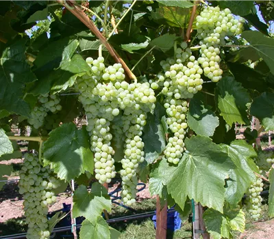 Vitis 'Birstaler Muskat' Vitis 'Birstaler Muskat'