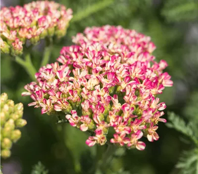 Achillea millefolium 'Milly Rock Rose' Achillea millefolium 'Milly Rock Rose'
