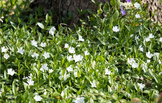 Vinca minor 'Blanc'