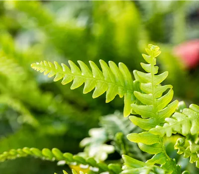 Blechnum spicant Blechnum spicant