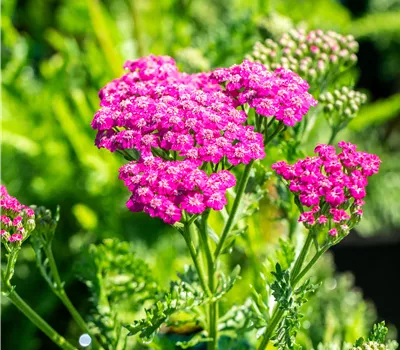 Achillea millefolium 'Pink Grapefruit' Achillea millefolium 'Pink Grapefruit'