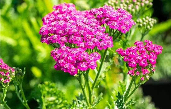 Achillea millefolium 'Pink Grapefruit'