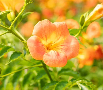 Campsis grandiflora Campsis grandiflora