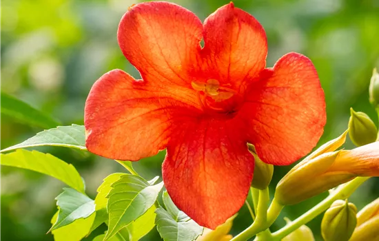 Campsis tagliabuana 'Mme Galen' 