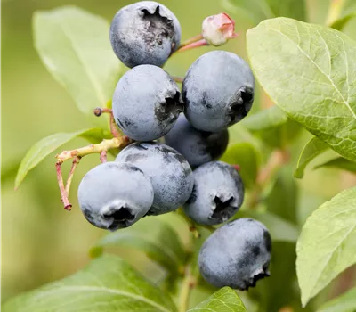 Vaccinium corymb. 'Goldtraube 71' Vaccinium corymb. 'Goldtraube 71'