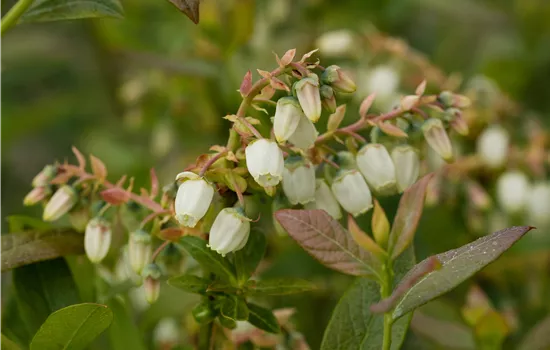 Vaccinium corymbosum 'Elisabeth'