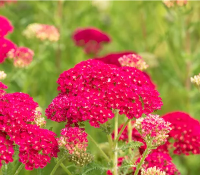 Achillea millefolium 'Pomegranate' Achillea millefolium 'Pomegranate'