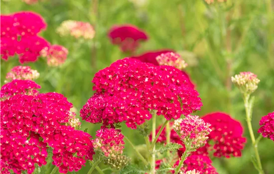Achillea millefolium 'Pomegranate'