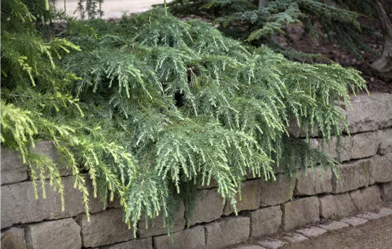 Cedrus deodara 'Feelin Blue' 
