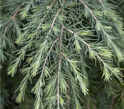 Cedrus deodara 'Feelin Blue' Cedrus deodara 'Feelin Blue'