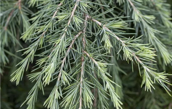 Cedrus deodara 'Feelin Blue' 
