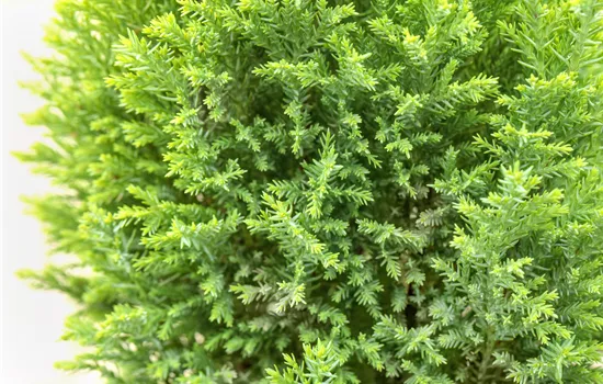 Chamaecyparis lawsoniana 'Ellwood's Gold' 