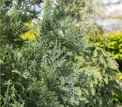 Chamaecyparis lawsoniana 'Pelts Blue' Chamaecyparis lawsoniana 'Pelts Blue'